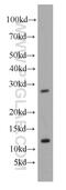 GS Homeobox 1 antibody, 55050-1-AP, Proteintech Group, Western Blot image 