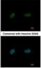 Poly(ADP-Ribose) Polymerase Family Member 3 antibody, NBP1-31415, Novus Biologicals, Immunofluorescence image 