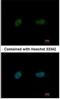 Poly [ADP-ribose] polymerase 3 antibody, NBP1-31415, Novus Biologicals, Immunofluorescence image 