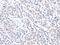Actin Binding LIM Protein 1 antibody, CSB-PA242662, Cusabio, Immunohistochemistry paraffin image 