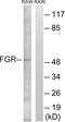 FGR Proto-Oncogene, Src Family Tyrosine Kinase antibody, LS-C198959, Lifespan Biosciences, Western Blot image 