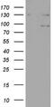 NEDD4 Binding Protein 2 Like 2 antibody, M14016, Boster Biological Technology, Western Blot image 