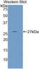 Nephronectin antibody, LS-C295556, Lifespan Biosciences, Western Blot image 