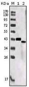 Sortilin Related Receptor 1 antibody, AM06198SU-N, Origene, Western Blot image 