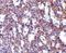 Interleukin 32 antibody, A03286-2, Boster Biological Technology, Immunohistochemistry frozen image 