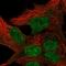 TATA-Box Binding Protein Like 1 antibody, HPA071810, Atlas Antibodies, Immunocytochemistry image 