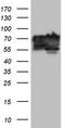 BCL2 Interacting Protein Like antibody, CF809280, Origene, Western Blot image 