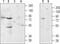Adrenoceptor Alpha 1B antibody, TA328701, Origene, Western Blot image 