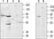 Adrenoceptor Alpha 1B antibody, TA328701, Origene, Western Blot image 