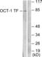 POU Class 2 Homeobox 1 antibody, abx013158, Abbexa, Western Blot image 