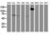 Guanylate Binding Protein 5 antibody, NBP2-03468, Novus Biologicals, Western Blot image 