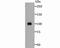 Activating Transcription Factor 6 antibody, A00655-2, Boster Biological Technology, Western Blot image 