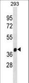 FA Complementation Group L antibody, LS-C157744, Lifespan Biosciences, Western Blot image 