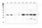 Gap Junction Protein Alpha 4 antibody, LS-C313306, Lifespan Biosciences, Western Blot image 