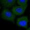 Tripartite Motif Containing 47 antibody, PA5-53258, Invitrogen Antibodies, Immunofluorescence image 