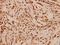 Histone Deacetylase 3 antibody, A00839Y414, Boster Biological Technology, Immunohistochemistry frozen image 