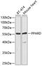 Peroxisome Proliferator Activated Receptor Delta antibody, 19-778, ProSci, Western Blot image 