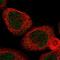 SID1 Transmembrane Family Member 1 antibody, NBP1-82200, Novus Biologicals, Immunofluorescence image 