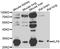 Kruppel Like Factor 9 antibody, A03785, Boster Biological Technology, Western Blot image 