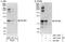 Phosphoinositide-3-Kinase Regulatory Subunit 2 antibody, NBP1-41066, Novus Biologicals, Western Blot image 