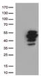 Fc Fragment Of IgE Receptor II antibody, UM800031, Origene, Western Blot image 