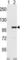 Inositol Polyphosphate-5-Phosphatase D antibody, abx031743, Abbexa, Western Blot image 