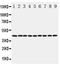 Beta-Actin antibody, PA1872, Boster Biological Technology, Western Blot image 