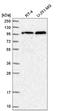 Transportin 3 antibody, NBP2-58965, Novus Biologicals, Western Blot image 
