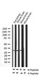 Protein Phosphatase 1 Regulatory Inhibitor Subunit 1B antibody, GTX00802, GeneTex, Western Blot image 