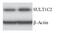 Sulfotransferase Family 1C Member 2 antibody, MA5-25490, Invitrogen Antibodies, Western Blot image 