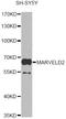MARVEL Domain Containing 2 antibody, STJ111474, St John