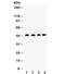 Tumor susceptibility gene 101 protein antibody, R32315, NSJ Bioreagents, Western Blot image 