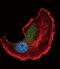 TSC Complex Subunit 2 antibody, PA5-12908, Invitrogen Antibodies, Immunofluorescence image 