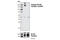 Colony Stimulating Factor 1 Receptor antibody, 3399S, Cell Signaling Technology, Western Blot image 