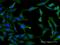 Splicing Factor 3b Subunit 2 antibody, H00010992-M10, Novus Biologicals, Immunofluorescence image 