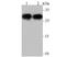 NAD(P)H Quinone Dehydrogenase 1 antibody, NBP2-80395, Novus Biologicals, Western Blot image 
