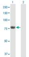 KH And NYN Domain Containing antibody, H00023351-B01P, Novus Biologicals, Western Blot image 