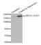 BRCA1 DNA Repair Associated antibody, abx000284, Abbexa, Western Blot image 