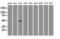 GATA Binding Protein 4 antibody, M00499-2, Boster Biological Technology, Western Blot image 