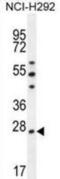 Peroxiredoxin 4 antibody, abx026602, Abbexa, Immunohistochemistry frozen image 