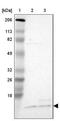 Mitochondrial import inner membrane translocase subunit Tim9 antibody, NBP1-80679, Novus Biologicals, Western Blot image 