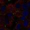 Claudin 9 antibody, NBP2-57269, Novus Biologicals, Immunofluorescence image 