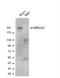 BRCA1 DNA Repair Associated antibody, NB100-404, Novus Biologicals, Western Blot image 