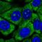 RL13 antibody, HPA051702, Atlas Antibodies, Immunocytochemistry image 