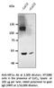 HIF1-alpha antibody, AB0070-100, SICGEN, Western Blot image 