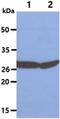 SBDS Ribosome Maturation Factor antibody, NBP2-22594, Novus Biologicals, Western Blot image 