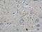 Neuropeptide Y antibody, 12833-1-AP, Proteintech Group, Immunohistochemistry paraffin image 