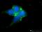 PD-L1 antibody, 17952-1-AP, Proteintech Group, Immunofluorescence image 