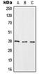 Ras Association Domain Family Member 2 antibody, orb214928, Biorbyt, Western Blot image 