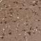 Potassium Voltage-Gated Channel Subfamily J Member 2 antibody, PA5-56059, Invitrogen Antibodies, Immunohistochemistry frozen image 